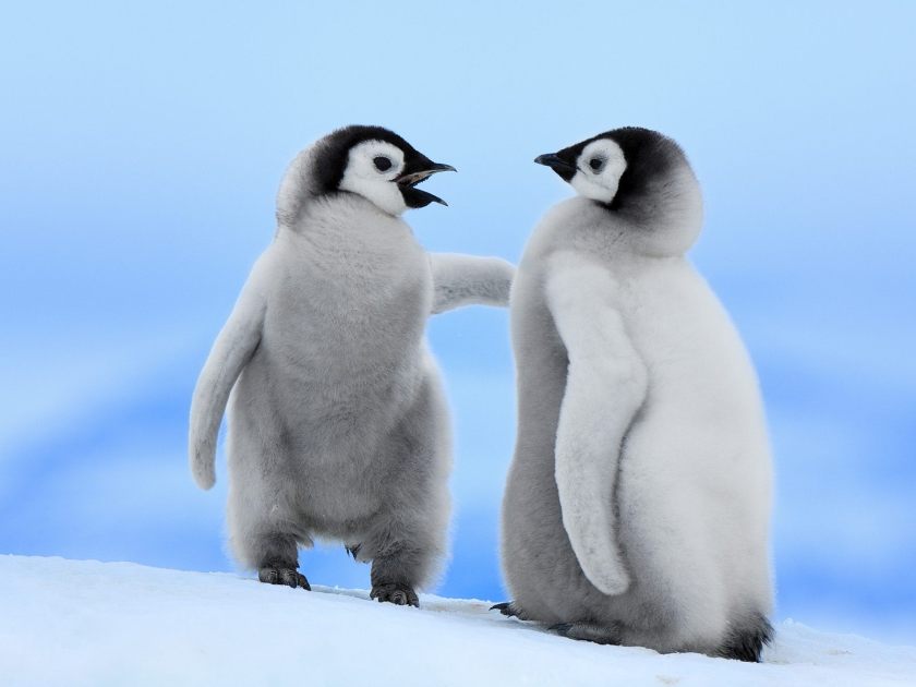 good-conversation-emperor-penguins-snow-hill-island-antarctica1